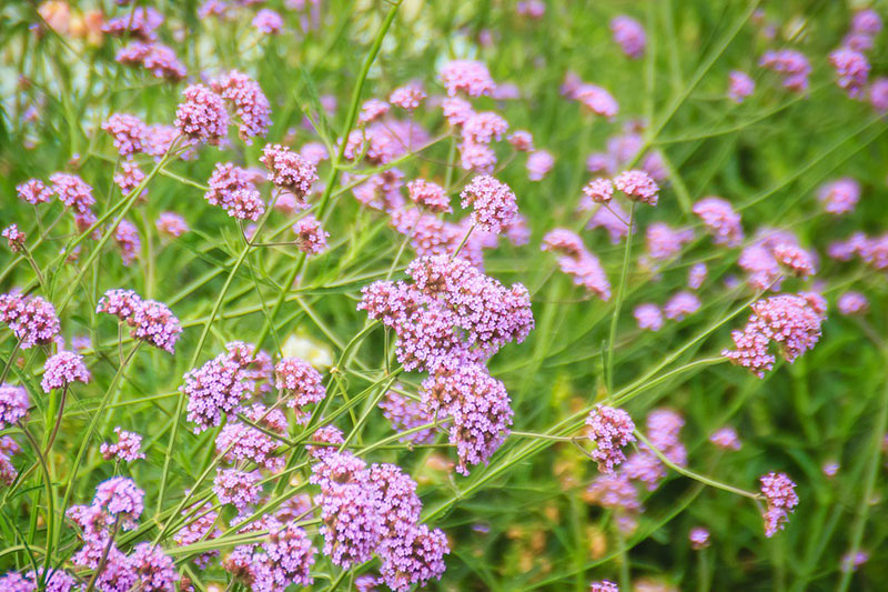 馬鞭花1